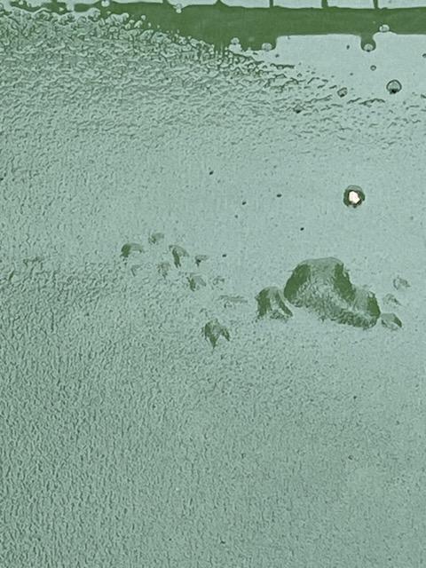 Bubbles and blisters on concrete pickleball court